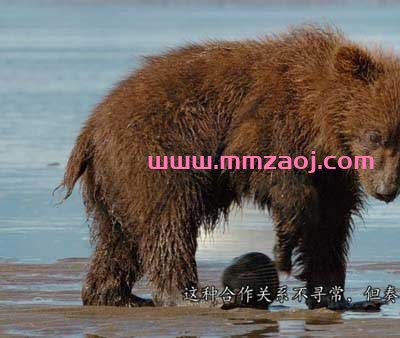 2014迪士尼自然纪录片《熊世界 Bears》下载 mkv/1080p/英语/中英字幕 百度云网盘