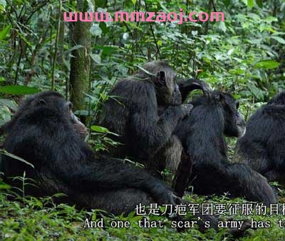2012迪士尼自然纪录片《黑猩猩 Chimpanzee》下载 mp4英语720p/中英字幕 百度云网盘