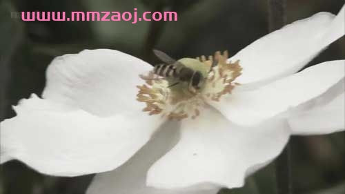 BBC自然百科纪录片《蜜蜂蝴蝶与花 Bees Butterflies And Blooms》全3集下载 百度网盘